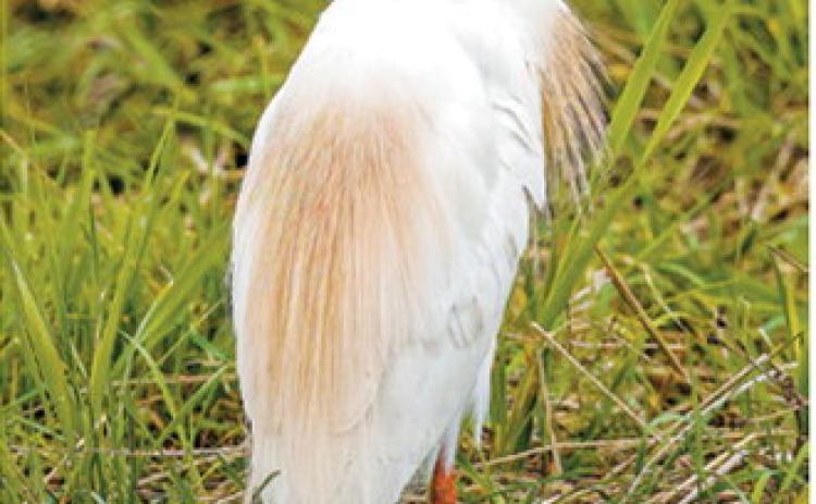 Nature photographer Lisa Buchweitz said she knew that North Dakota had Cattle Egrets in the state but over the weekend was the first time she had come across them in our area. This is a photo of an adult. They are adorned with buff plumes in the breeding season. Visit her Facebook page, “Northern Exposures by Lisa Buchweitz,” for more photos from her weekend adventure including a cattle egret catching. Photo by Lisa Buchweitz, Northern Exposures