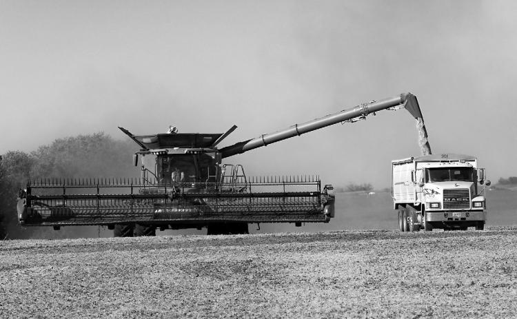 Beans are harvested in September 2025 near Hamberg, North Dakota. (Photo by Lora Wobbema/ For the North Dakota Monitor)