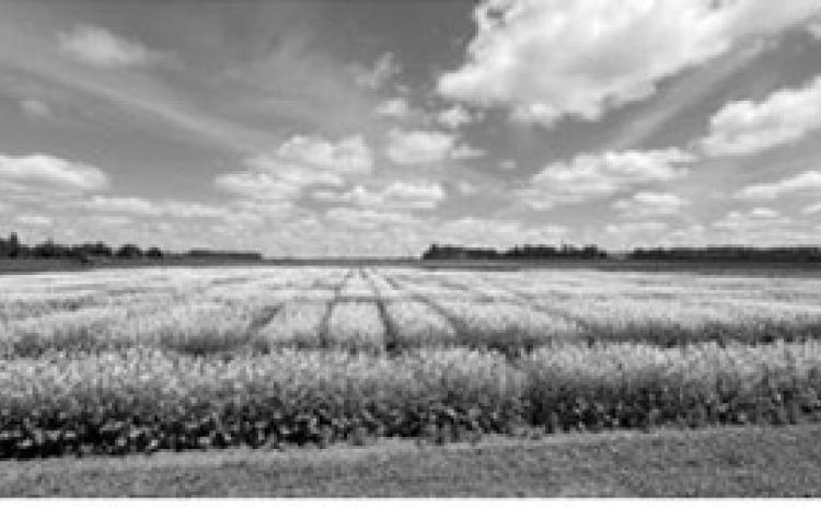 Cavalier County, North Dakota issued BDO Zone ‘A’ rating for canola seed
