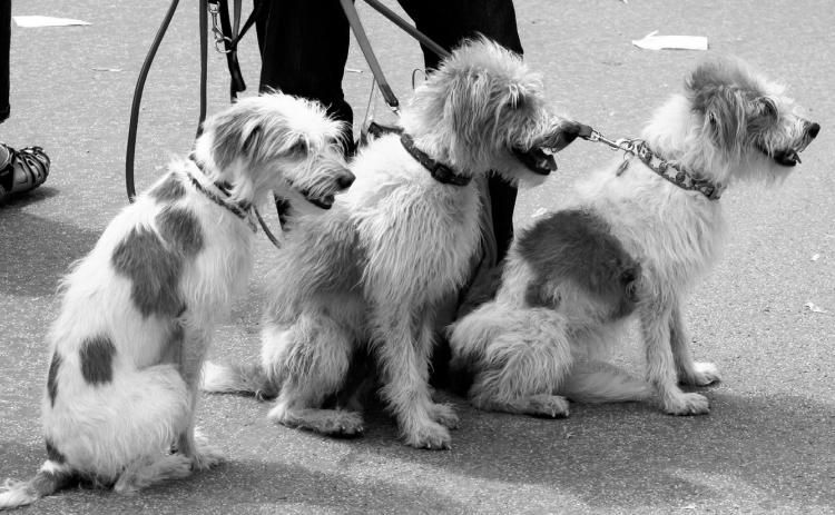 According to the Centers for Disease Control and Prevention, pets can promote physical activity. Pixabay photo.