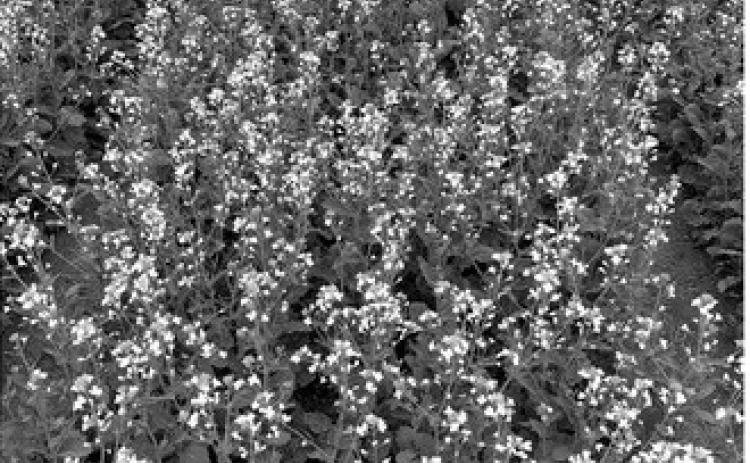The educational webinar will provide research updates and recommendations to help farmers make production decisions for the 2025 growing season. NDSU photo