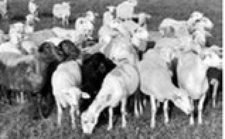 Educational sessions include information about sheep health and production. NDSU photo