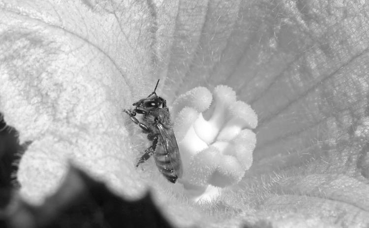 Almost all cucumber, melon, pumpkin and squash flowers require pollination by bees to produce fruit. (Flickr photo by Swallowtail Garden Seeds)