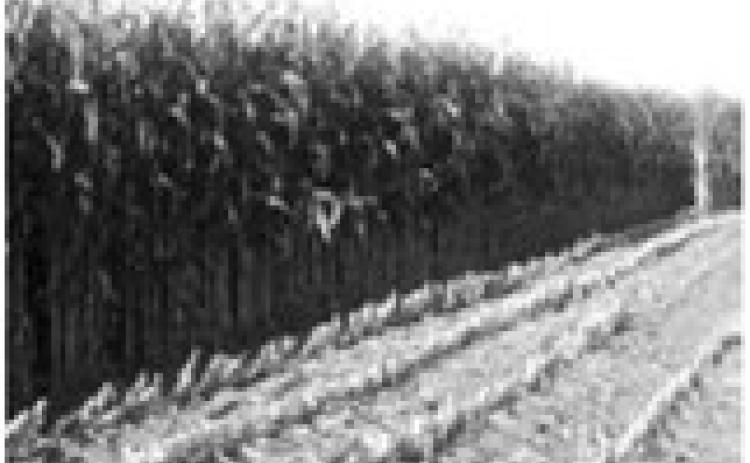 Some North Dakota producers may be harvesting corn for silage this year. (NDSU photo)