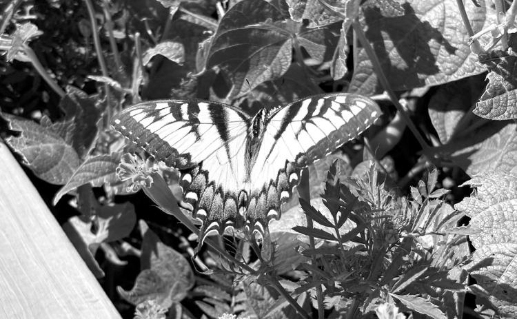 Swallowtail butterflies are important pollinators and their colorful, scaled wings, dabbed with yellow and blue, are a delightful sight among the flowers. (NDSU photo)