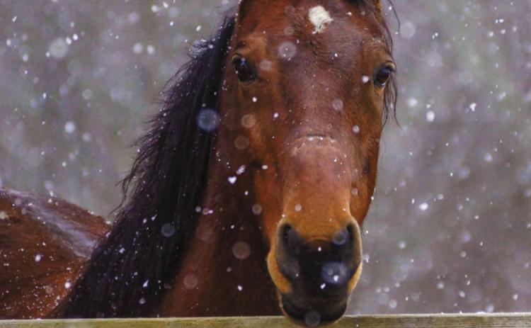 DAKOTA DATEBOOK: Too Much Horseplay
