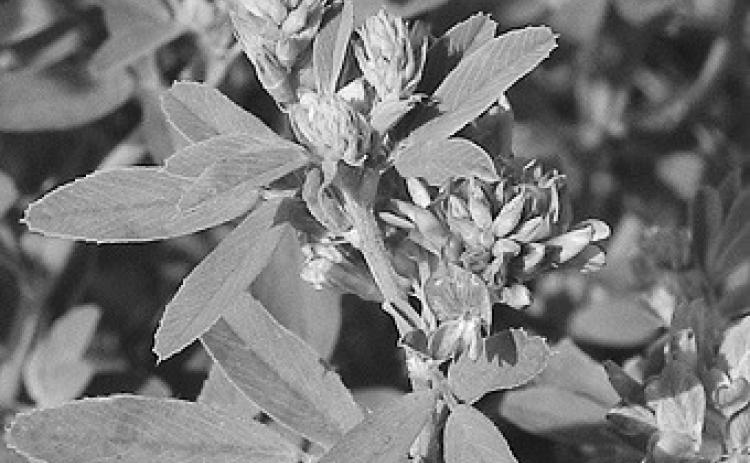 As days grow shorter, alfalfa will begin to translocate sugars from leaves to the roots and crowns to be stored as carbohydrates. (NDSU photo)