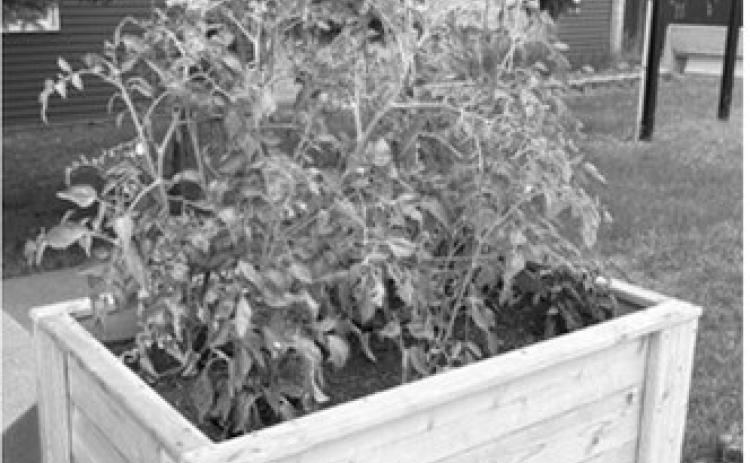 Community garden boxes are producing a variety of fresh vegetables for local residents throughout the growing season. Borderland Press photo