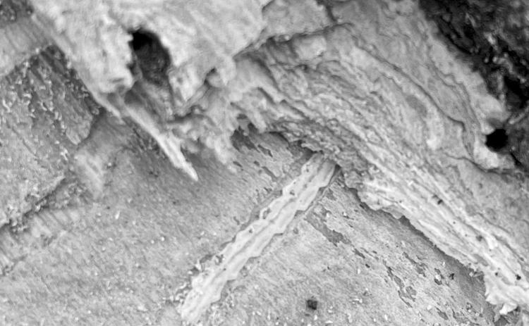 An EAB larvae hiding under the bark in Dilworth, Minnesota, in 2023. (NDSU photo)