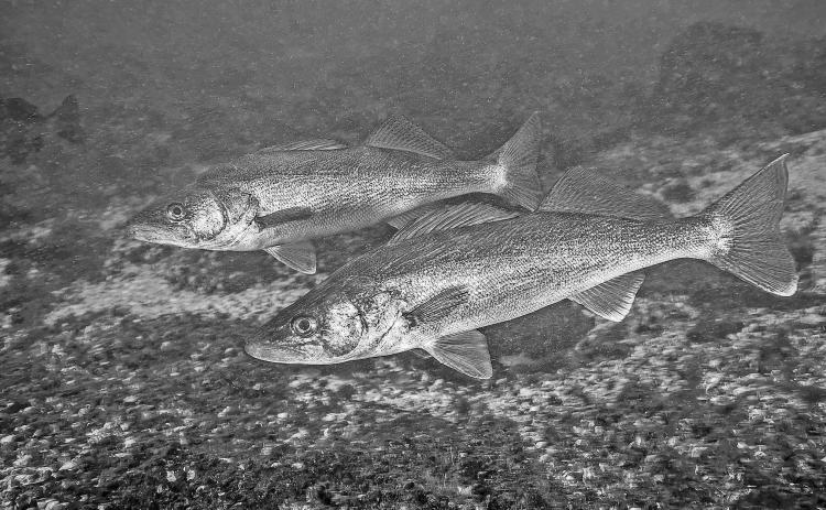 Record Walleye production will boost fisheries