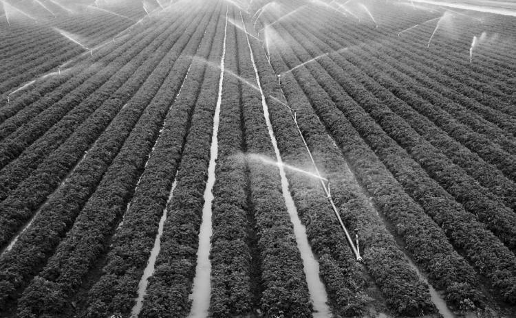 American Crystal Sugar Company harvested a record-breaking yield this year.