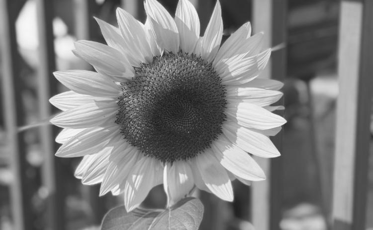 One of the sunflowers that the deer have not taken for a snack.