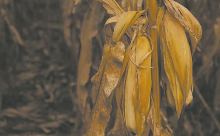 The Senate Agriculture Committee clashed over SNAP error rate policy, and failed to advance updated farm bill legislation. (Photo by Cami Koons/Iowa Capital Dispatch)