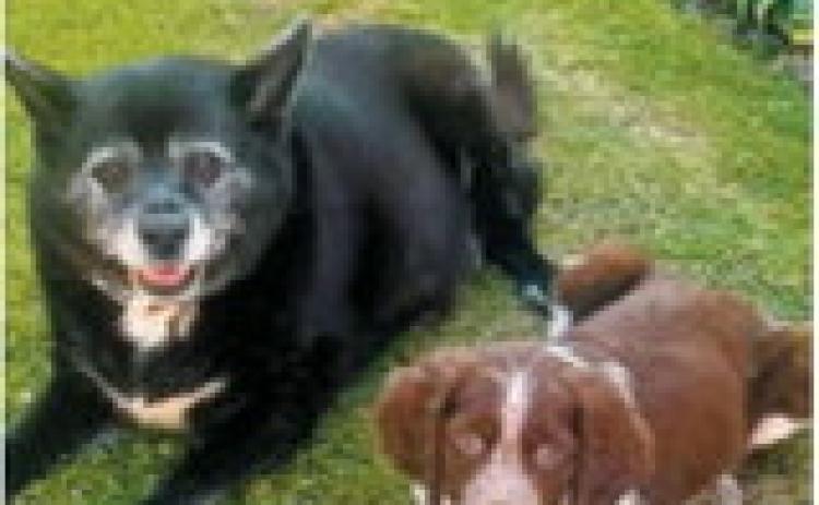 Billie, left, and Truper may be generations apart, but they keep life interesting for owner Taylor Danielson. Nearly 13-year-old Billie enjoys snacks, naps and cuddles, while 3-month-old Truper prefers mischief, including removing plants from vases, tormenting Billie and collecting deer sheds. Photo submitted by Taylor Danielson