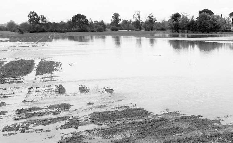 According to NDSU Extension specialists, now may be a good time to evaluate the economics of prevented planting, so a decision can be made if weather events delay planting to the crop insurance final planting date. (Pixabay photo)