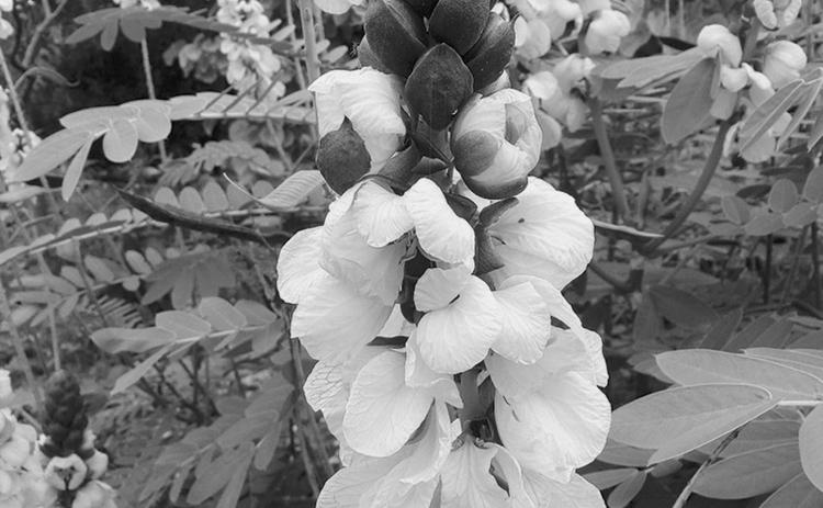Popcorn cassia makes a great pollinator plant and its buttery popcorn smell is a unique sensory feature. (Flickr photo: Annie's Annuals and Perennials)