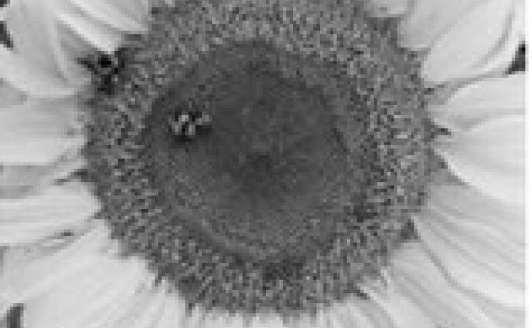 Bees can sleep in flowers. NDSU photo