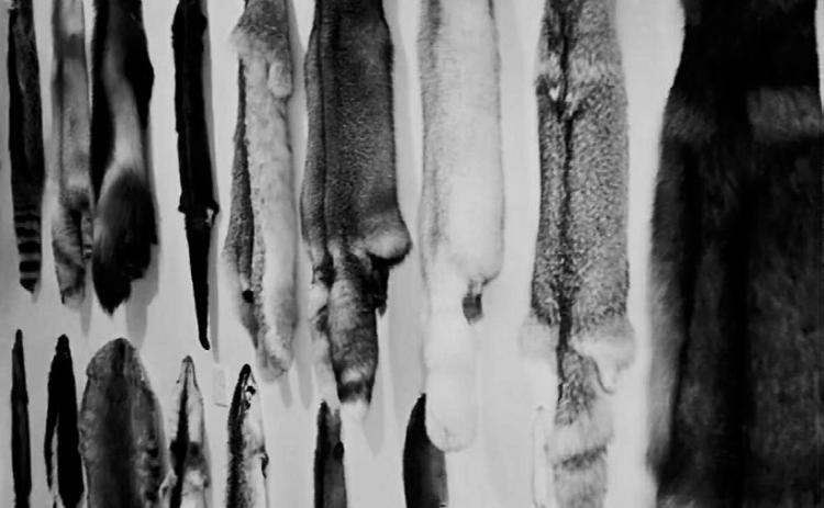 A collection of Uncle Russ’s furs.