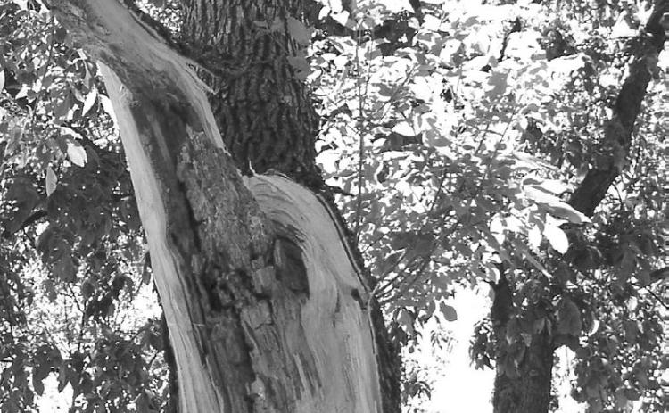 The storm damage to this green ash tree is substantial and it revealed a large amount of decay already in the stem. This tree was removed. (NDSU photo)