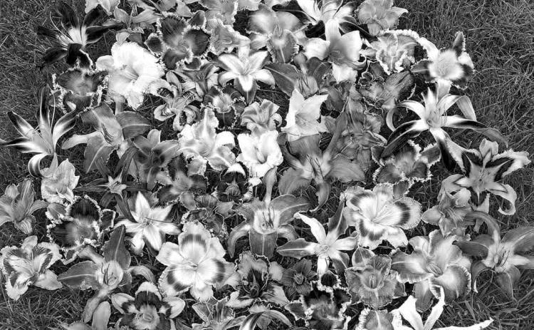 Daylilies are easy to breed and hybridize for variation in appearance. (Photo courtesy of Lona Arthur)