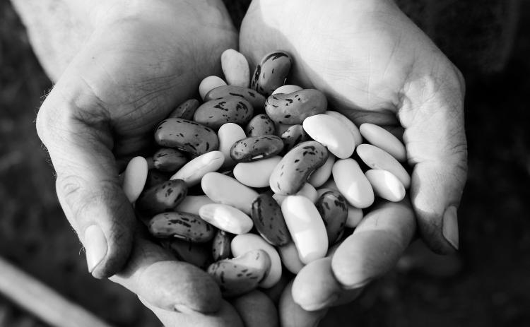 Bean cooking safety tips and the latest NDSU dry bean research are a few of the topics that will be discussed during the webinar. (Pixabay photo)