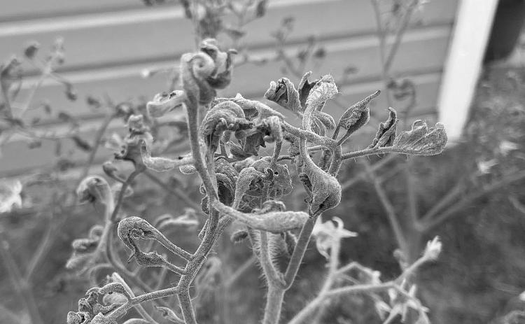 This tomato vine was injured by herbicide. (NDSU photo)