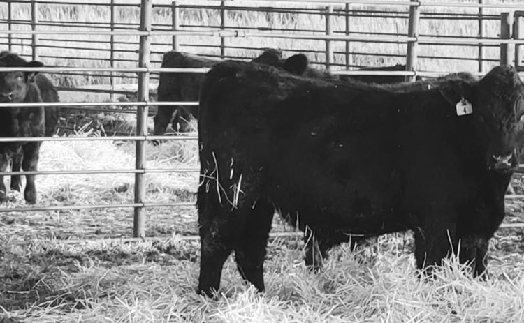 Calf performance will be measured during a feeding study at the NDSU Carrington Research Extension Center. (NDSU photo)