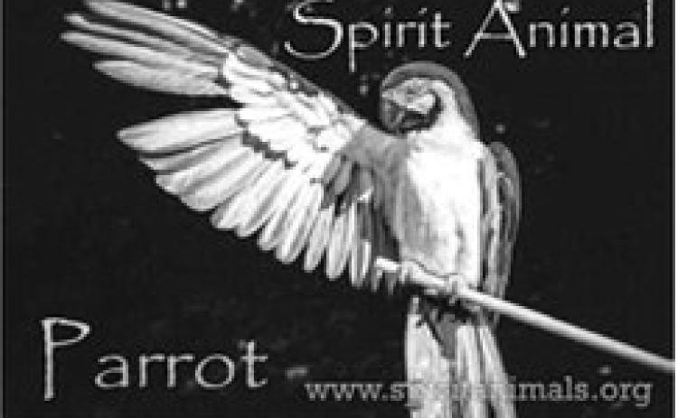 The Morning Stroll and Cuppa Joe: I’m a parrot...or a mockingbird