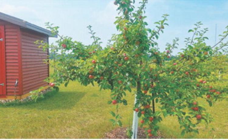 Although North Dakota isn't known for it's fruit, this is a unique opportunity for North Dakota. Submitted photo.