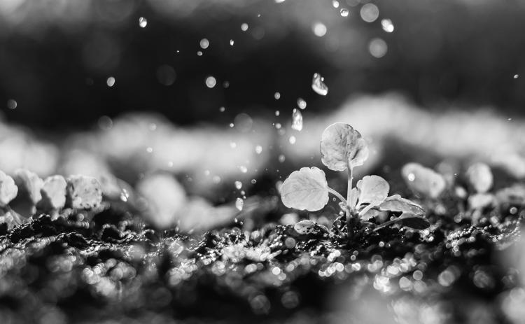 Timely rain revives crops in northeastern North Dakota