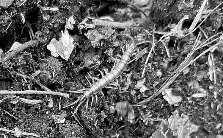 Centipedes in gardens can be rather beneficial because they tend to eat insects that could possibly damage plants. (NDSU photo)