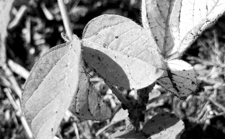 Selecting a soybean variety with IDC tolerance is an important management decision that can help producers minimize the negative impact of chlorosis on their yields. (NDSU photo)