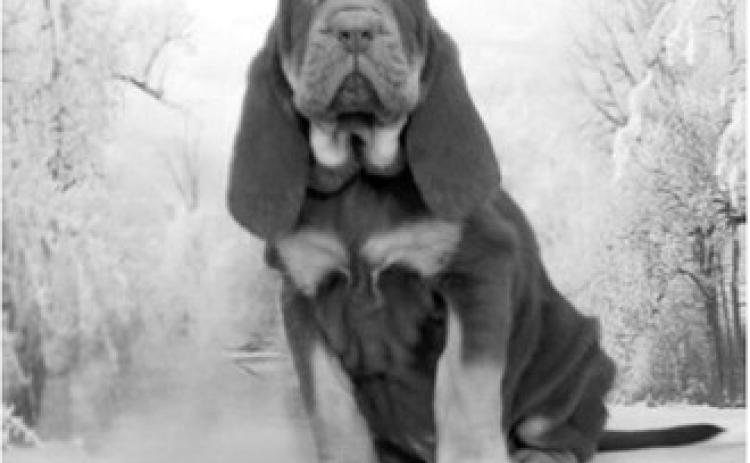 North Dakota Highway Patrol adds new K-9 recruit
