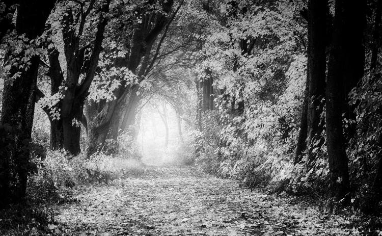 A nature walk through the stunning fall foliage can help you achieve the goal of 30 minutes of moderate exercise each day. (Pixabay photo)