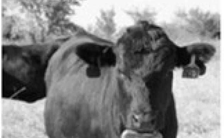 Virtual fencing systems use digital boundaries and GPS-enabled collars or ear tags to manage the movement of grazing animals. NDSU photo