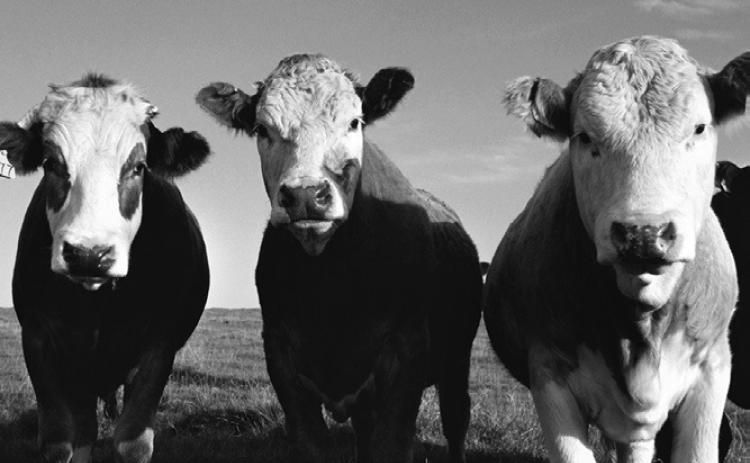 DAKOTA DATEBOOK: Threat to Cattle