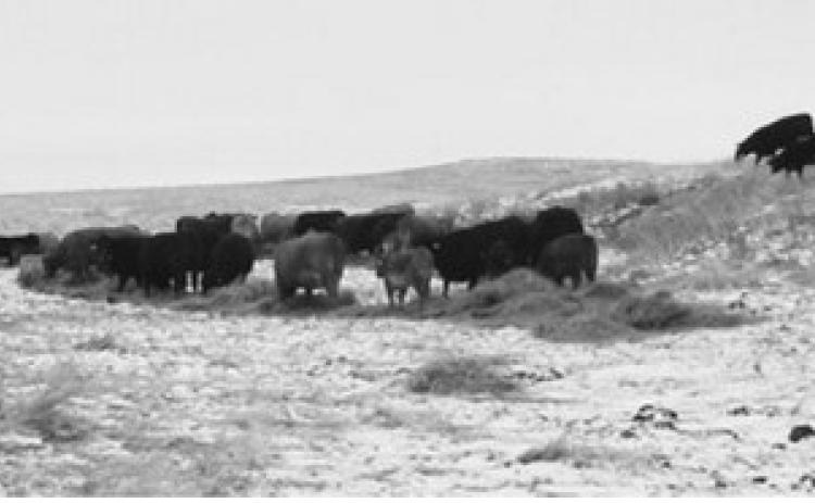 Forages should be viewed as a valued commodity and feedstuff, not just as a source of bulk in a total mixed ration. NDSU photo