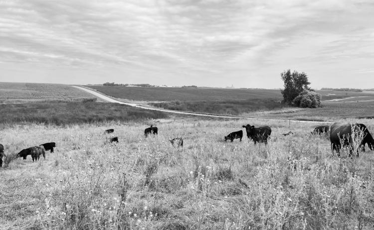 Cattle producers should contact their local veterinarian to determine the best response for their herd. (NDSU photo)