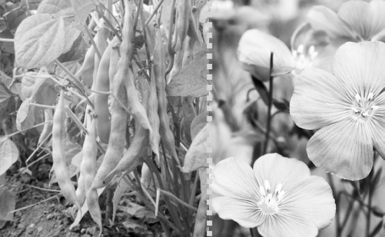 NDSU Extension's Getting It Right webinars provide the latest research updates and recommendations, helping farmers and crop advisers to make informed production decisions for the 2025 growing season. (NDSU photo)