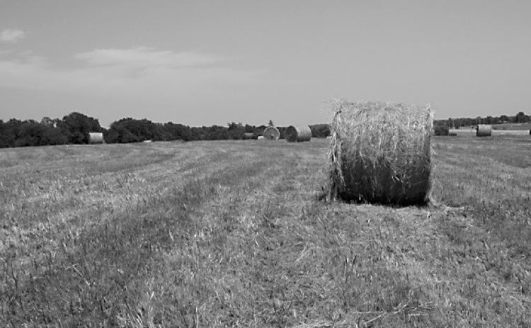 This year, due to good spring moisture, hay harvest was often delayed. This increased plant maturity and lowered nutrient content. (NDSU photo)