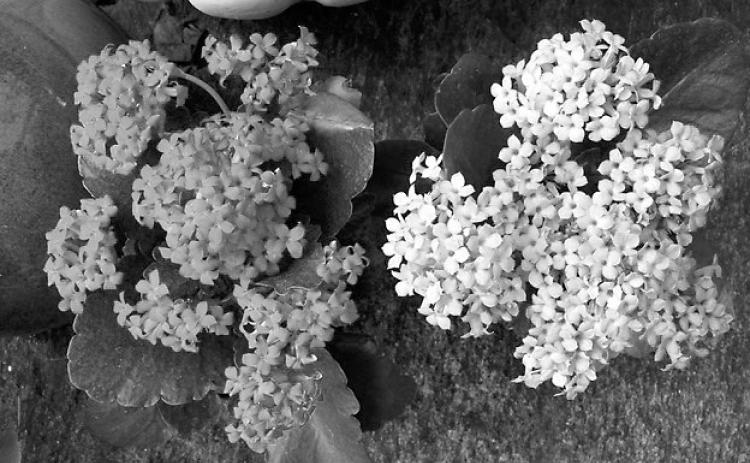 Kalanchoes require little maintenance, and they make great houseplants. (Pixabay photo)