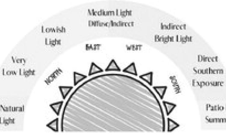 Proper identification of your plants is the first step to knowing what type of lighting it requires to thrive. (NDSU graphic)