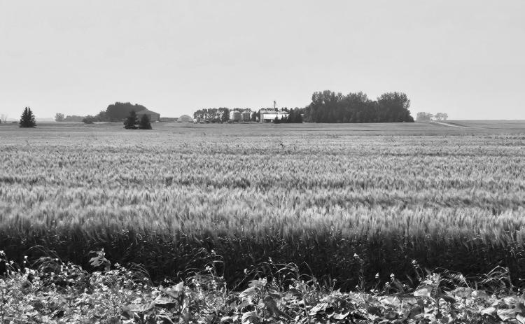 Wheat fields blow in the light breeze on the west side of Langdon. Photo by Nick Vorlage.