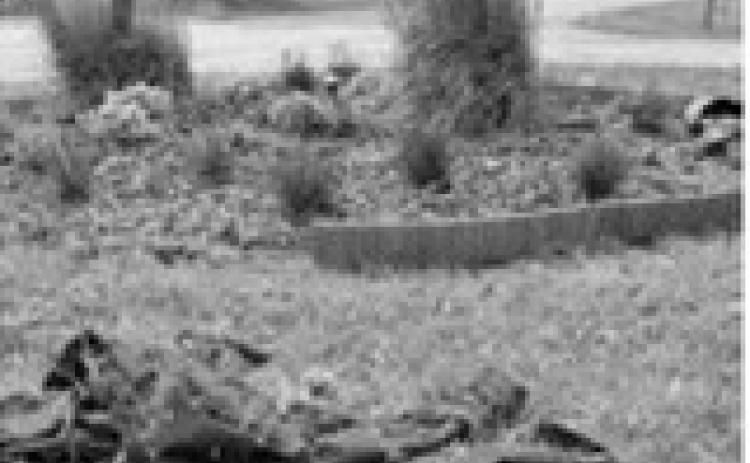 Dakota Gardener: The weed problem