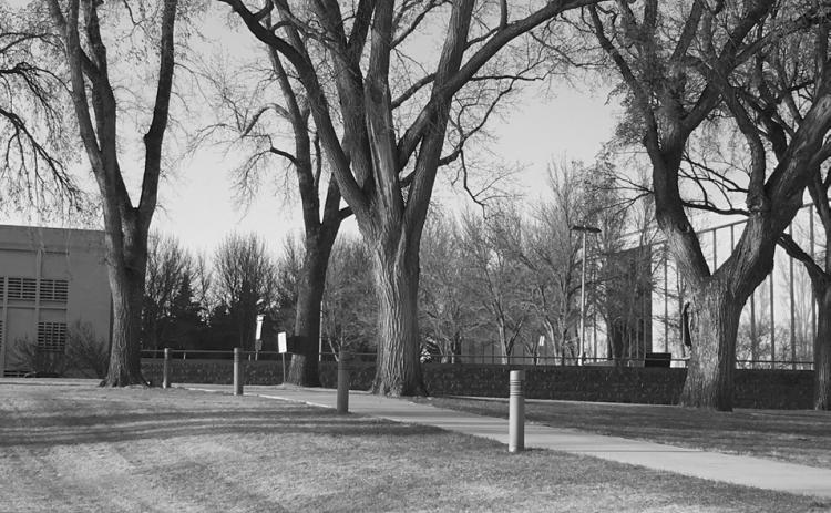Large American elms at the North Dakota State Capitol in Bismarck. Were these planted in memory of World War I soldiers? (NDSU photo)