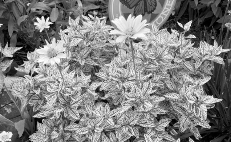 If you are a low-maintenance gardener or love creating a wildlife habitat, add False Sunflower to your list of plants. (NDSU photo)