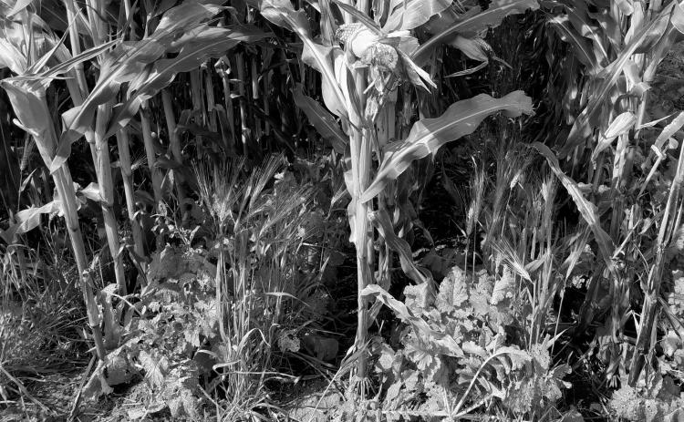 Farmers for Soil Health is a farmer-driven initiative for farmers aimed at improving soil health through the adoption of cover crops. (NDSU photo)