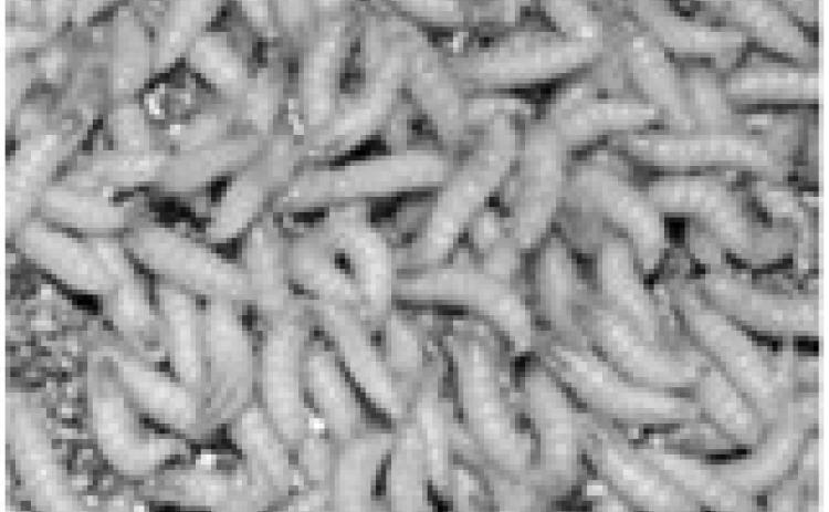 What you need to know about the flesh-eating New World screwworm