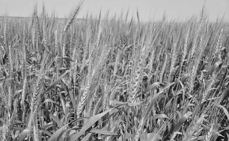Wheat grows in a field in Burleigh County, North Dakota, on July 11, 2024. Photo by Jeff Beach/ North Dakota Monitor.