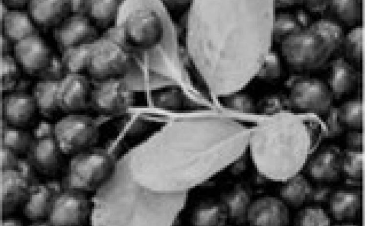 Local growers invite public to aronia berry harvest in Pembina Gorge